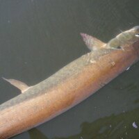 aug27thwebster38inches